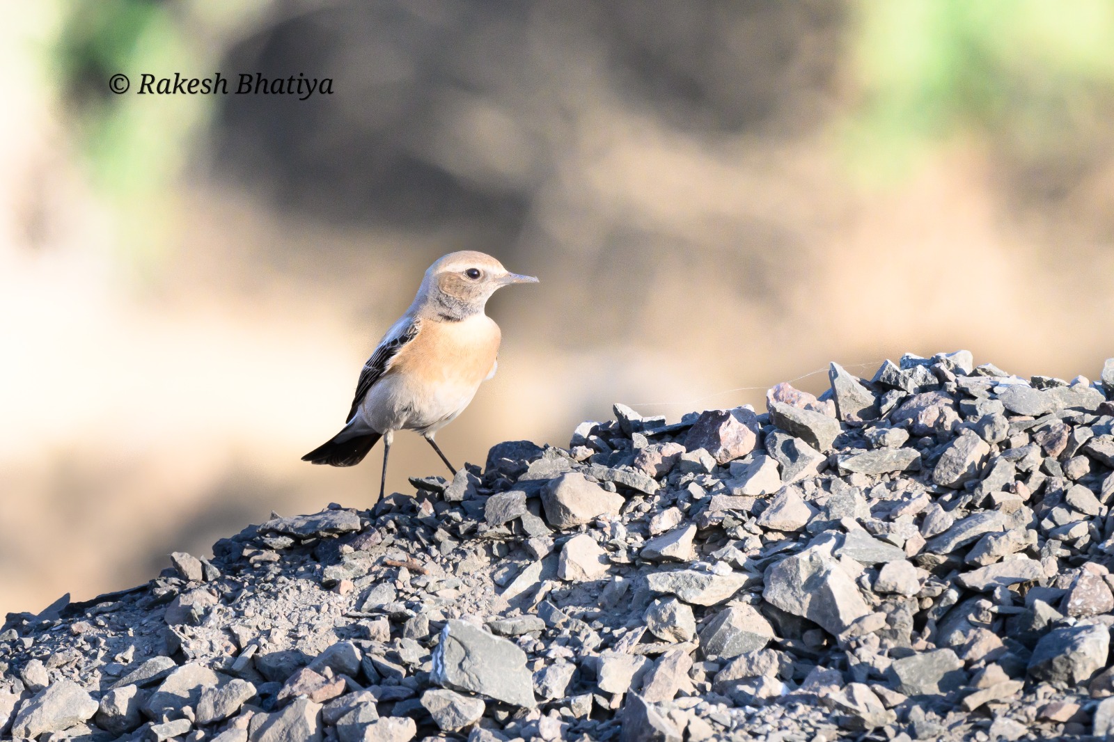 Desert Wheatear